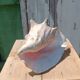 Coquillage conque  lambi