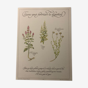 Precious botanical tea plank 1982