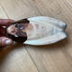Vintage cicada