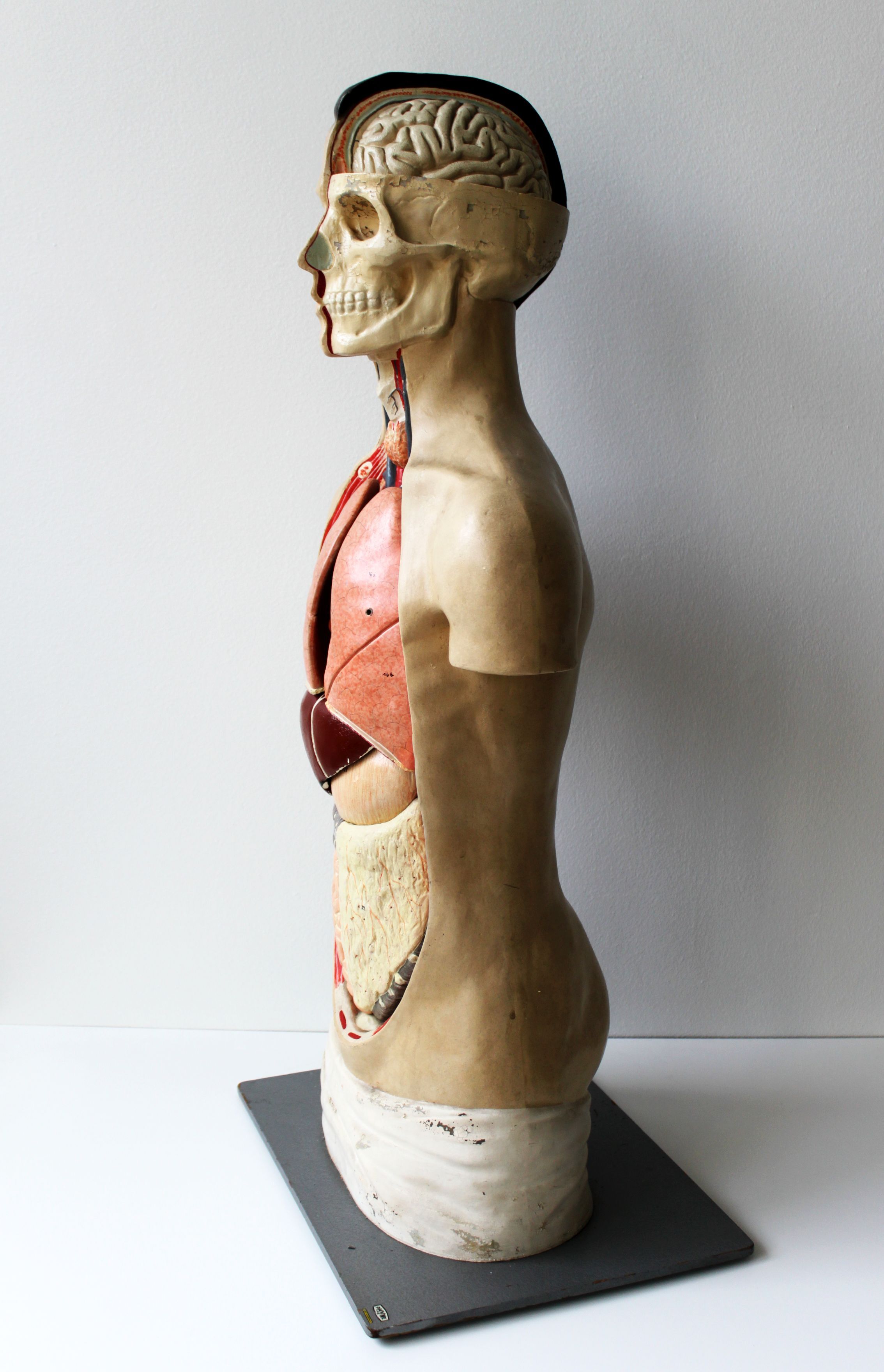 Vintage anatomical model, by Phywe, 50's.