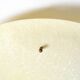 Extremely rare large round Mid Century Modern fiberglass ceiling lamp | Ø 5