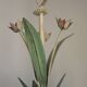 5 Light Vintage Italian Chandelier, Mathias Metal Bouquet, Pink Flowers