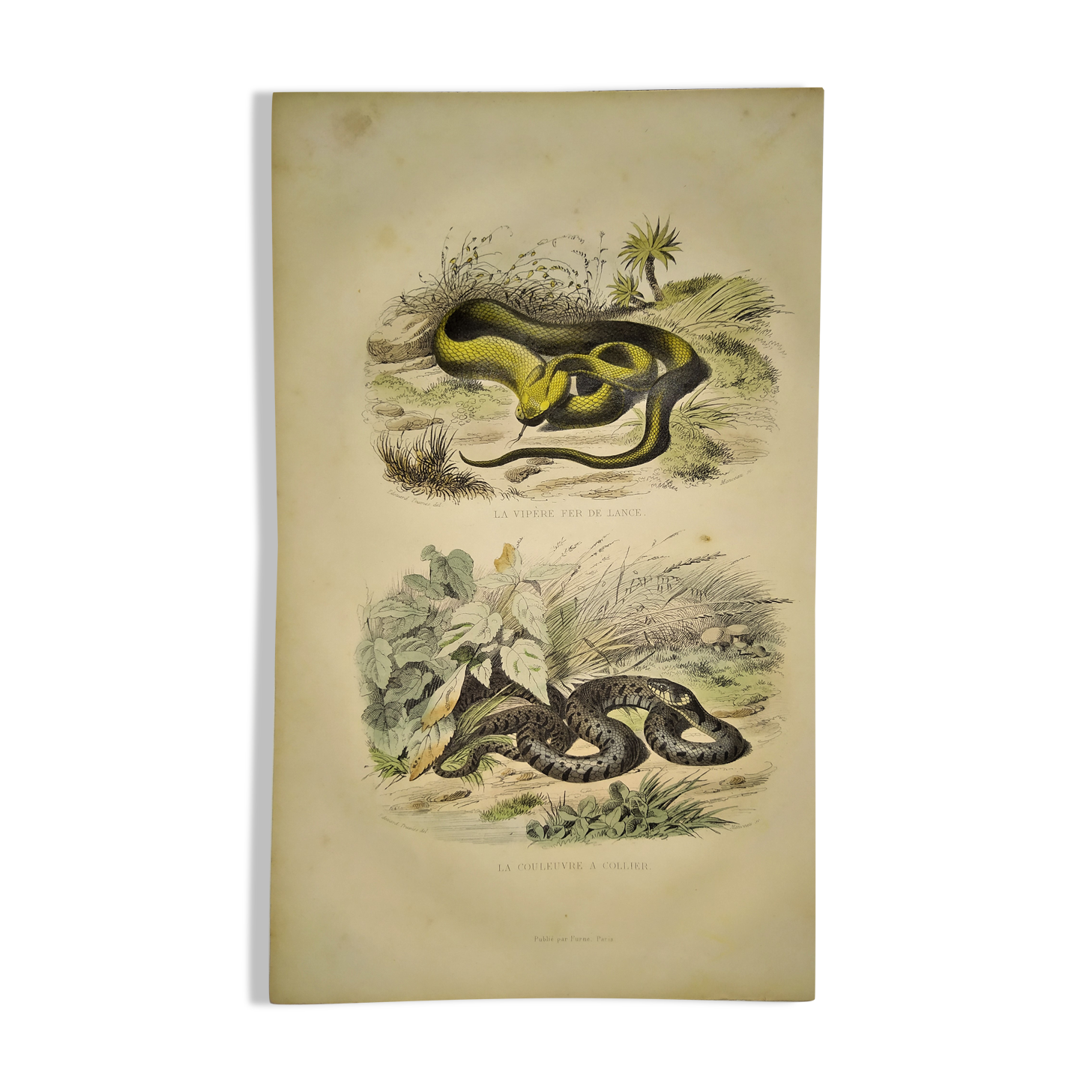 Original zoological plate of 1839 "saurian" the vipere spearhead &.....