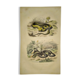 Original zoological plate of 1839 "saurian" the vipere spearhead &.....
