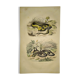 Planche zoologique originale de 1839 "saurien" la vipere fer de lance &.....