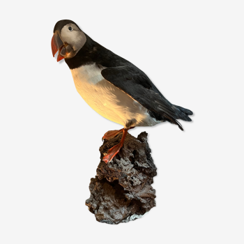 Puffin stuffed atlantic shearwaters