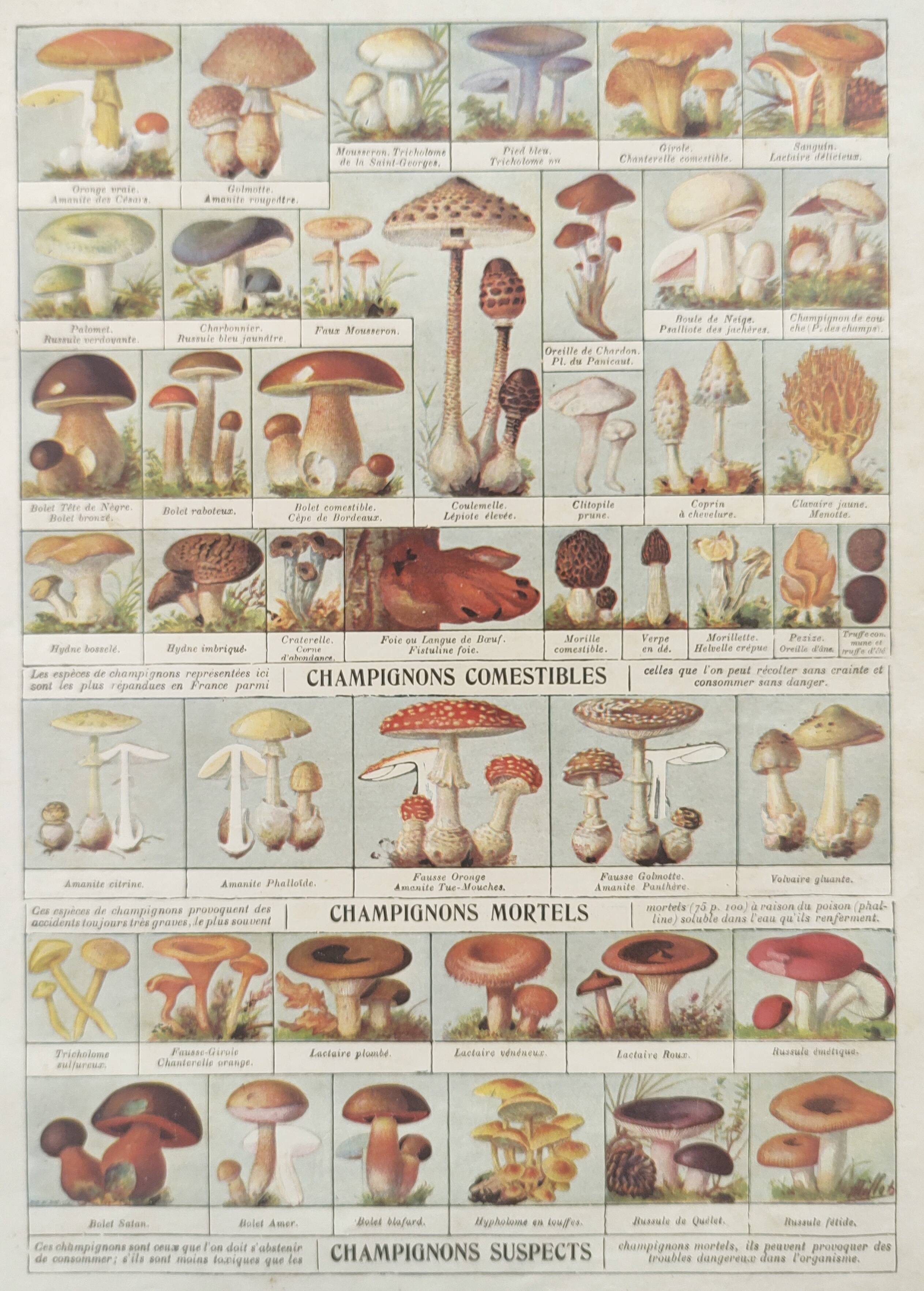 Old engraving • Mushrooms • Original botanical plate from 1920