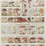 Old engraving • Mushrooms • Original botanical plate from 1920