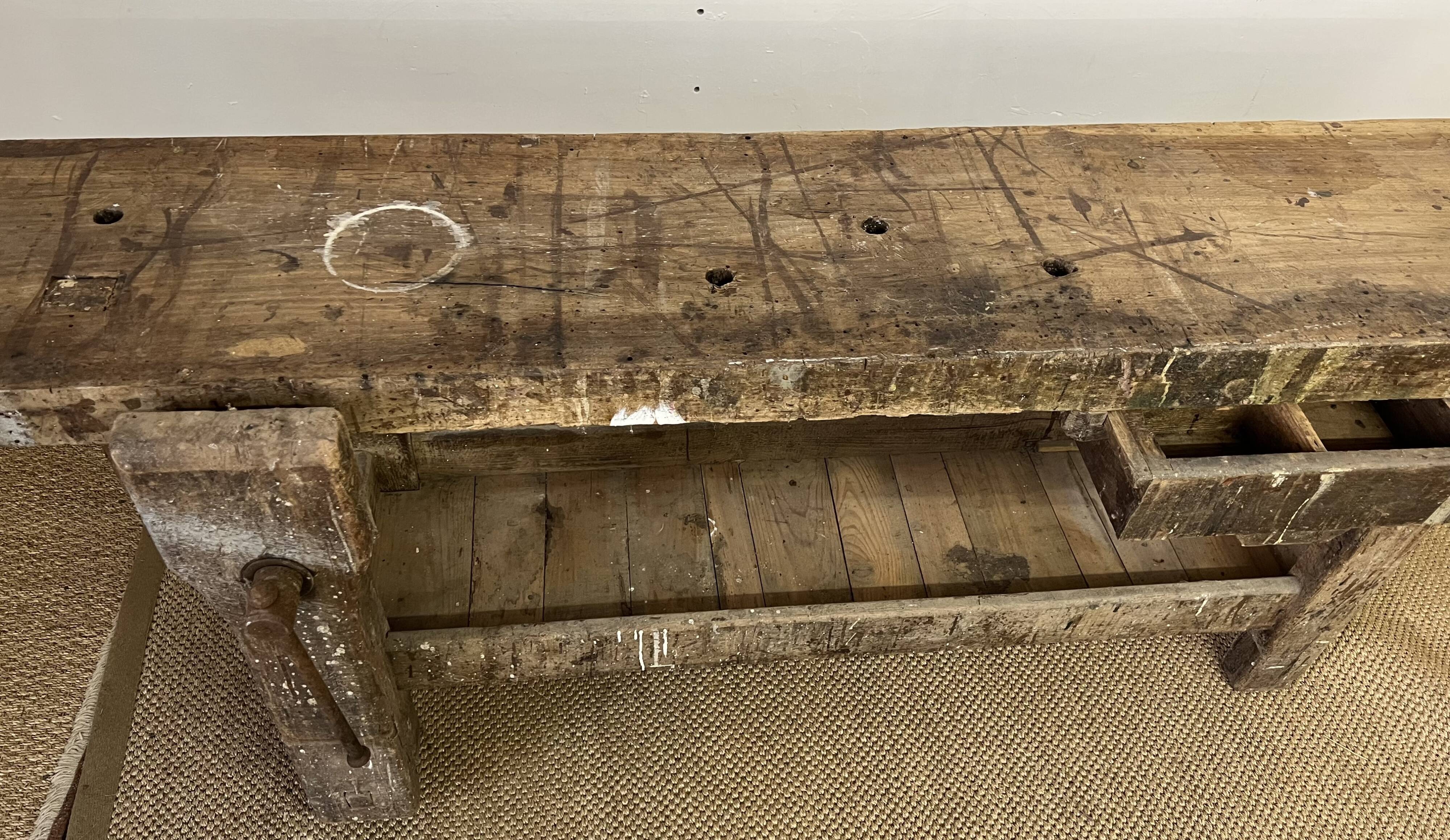 Established in old wood