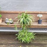 19th-century church pew, 245 cm long