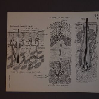 Illustration anatomie humaine pédagogique Arnault editeur