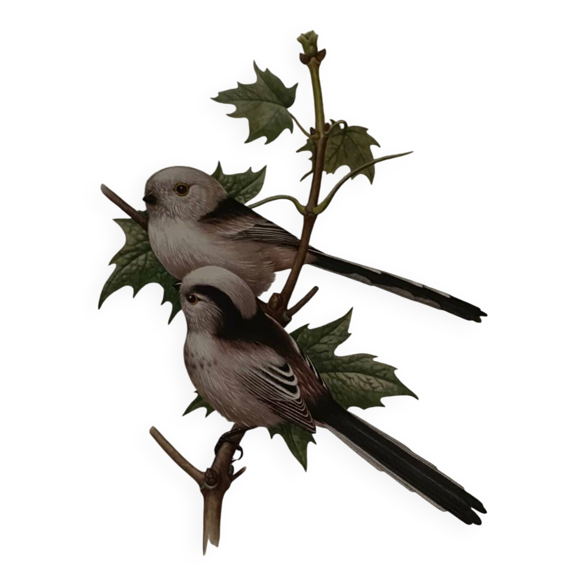 Old ornithological plate – Long-tailed tit
