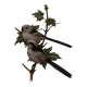 Old ornithological plate – Long-tailed tit
