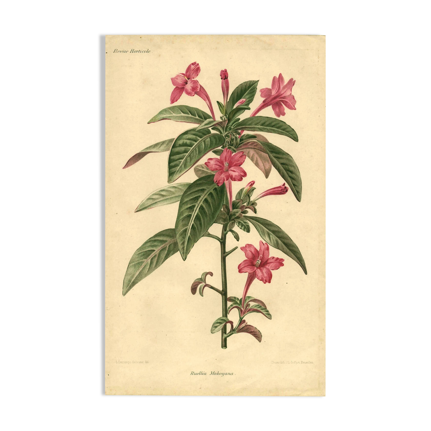 Antique botanical engraving from 1896. Descamps-Sabouret. Ruellia. Flower