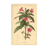 Antique botanical engraving from 1896. Descamps-Sabouret. Ruellia. Flower