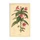 Antique botanical engraving from 1896. Descamps-Sabouret. Ruellia. Flower