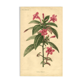 Gravure ancienne botanique de 1896. Descamps-Sabouret. Ruellia. Fleur