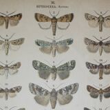 Old engraving of Butterflies - Lithograph from 1887 - Corticea - Original vintage illustration