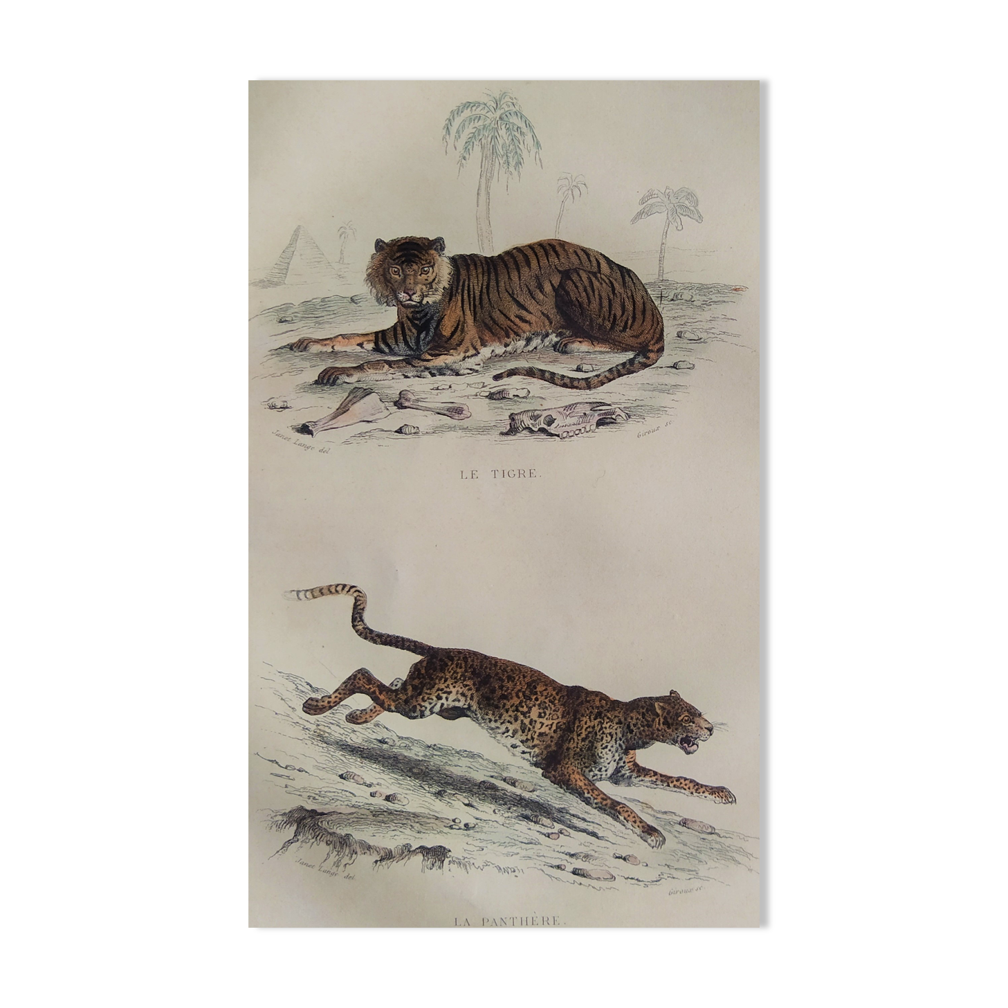 ORIGINAL ZOOLOGICAL PLATE OF 1839 " Tiger & Panther "