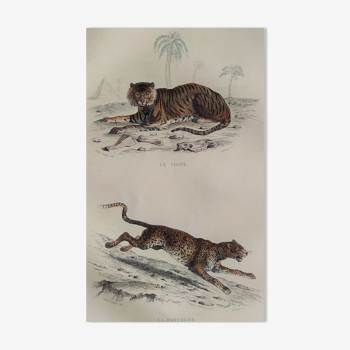 Planche zoologique originale de 1839 " tigre & panthère "