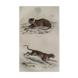 ORIGINAL ZOOLOGICAL PLATE OF 1839 " Tiger & Panther "