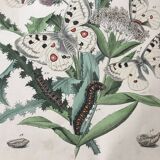 Botanical posters and butterflies 1876