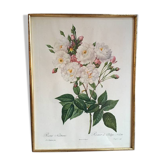 "Rosa Noisettiana" framed botanical board.