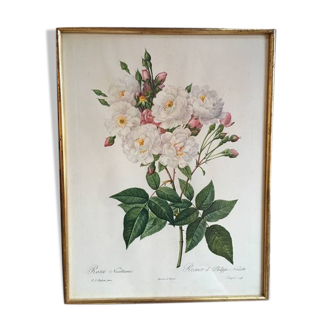 "Rosa Noisettiana" framed botanical board.