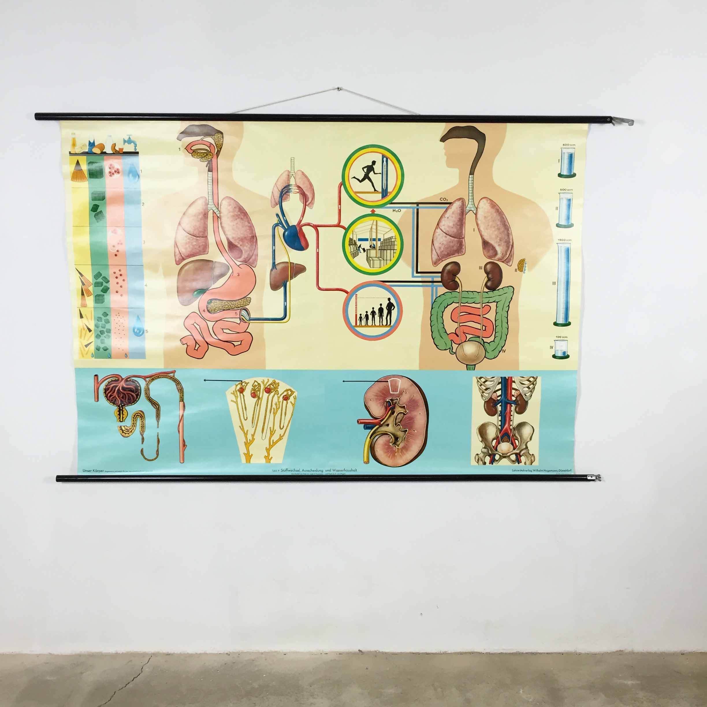 educational pull-down Jung Koch school map human anatomy chart