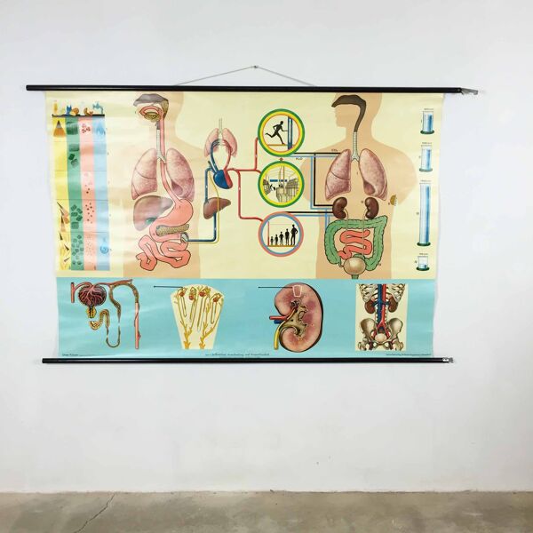 educational pull-down Jung Koch school map human anatomy chart