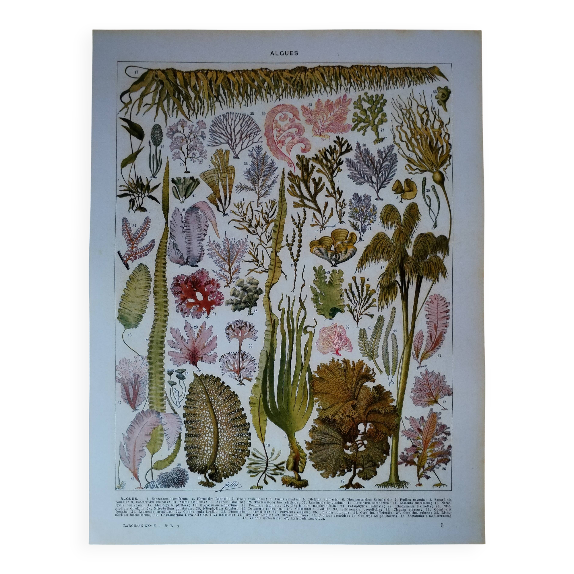 Original lithograph on algae