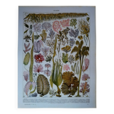 Original lithograph on algae
