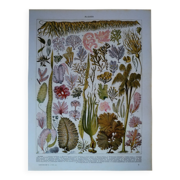 Lithographie originale sur les algues