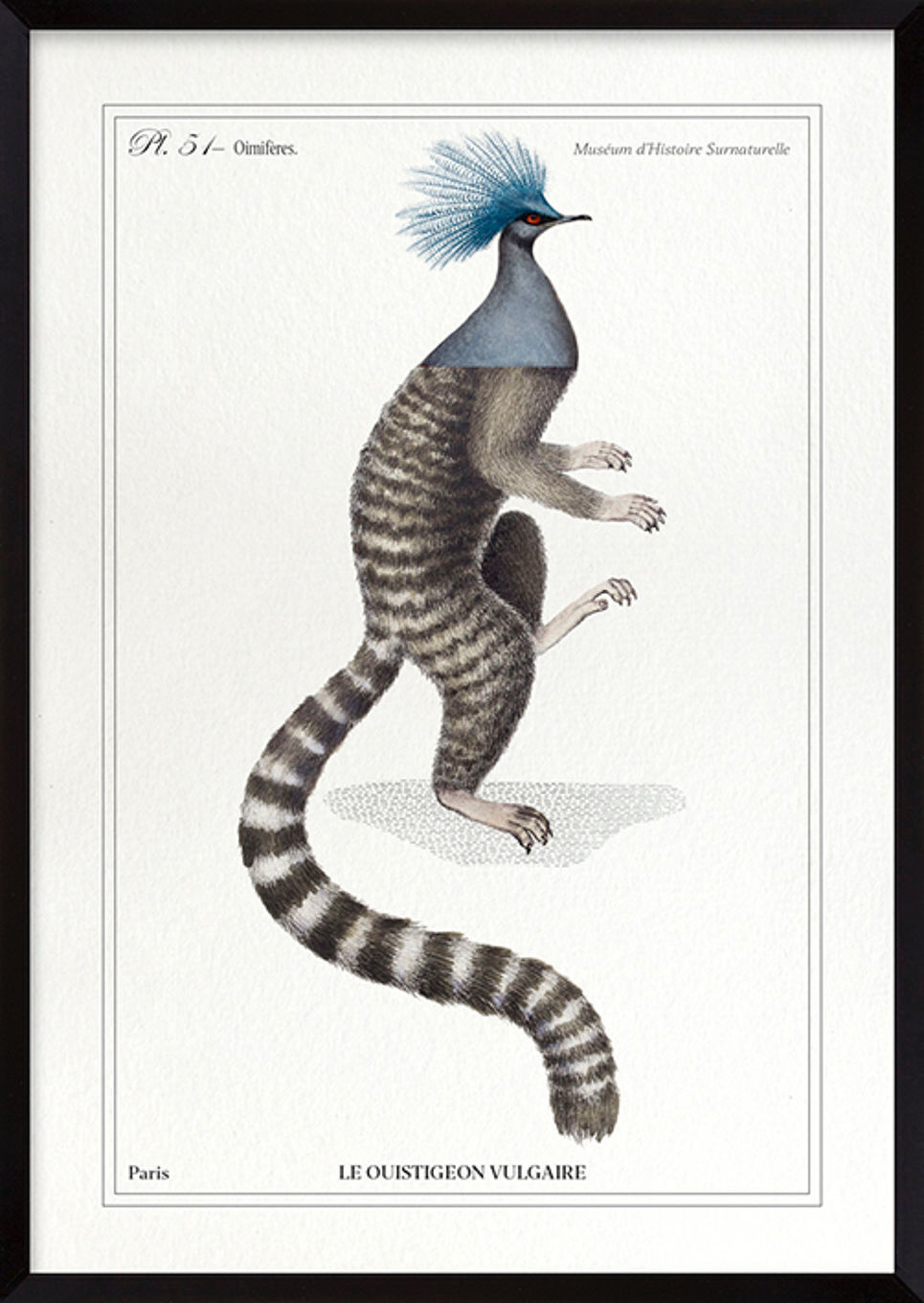 Chimera lithography animal engraving - the ouistigeon