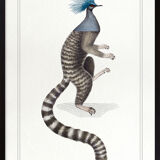 Chimera lithography animal engraving - the ouistigeon