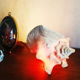 Natural seashell lamp