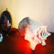 Natural seashell lamp