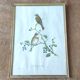 Bird lithograph by J. Gould and H-C Richter