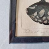 Gravure en couleurs par C. Motte, d'après Paul Louis Oudart (1796-1850), "Poissons"