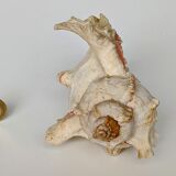 Shell Murex ramosus