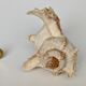 Shell Murex ramosus