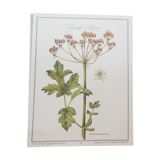 Great Berce botanical plank