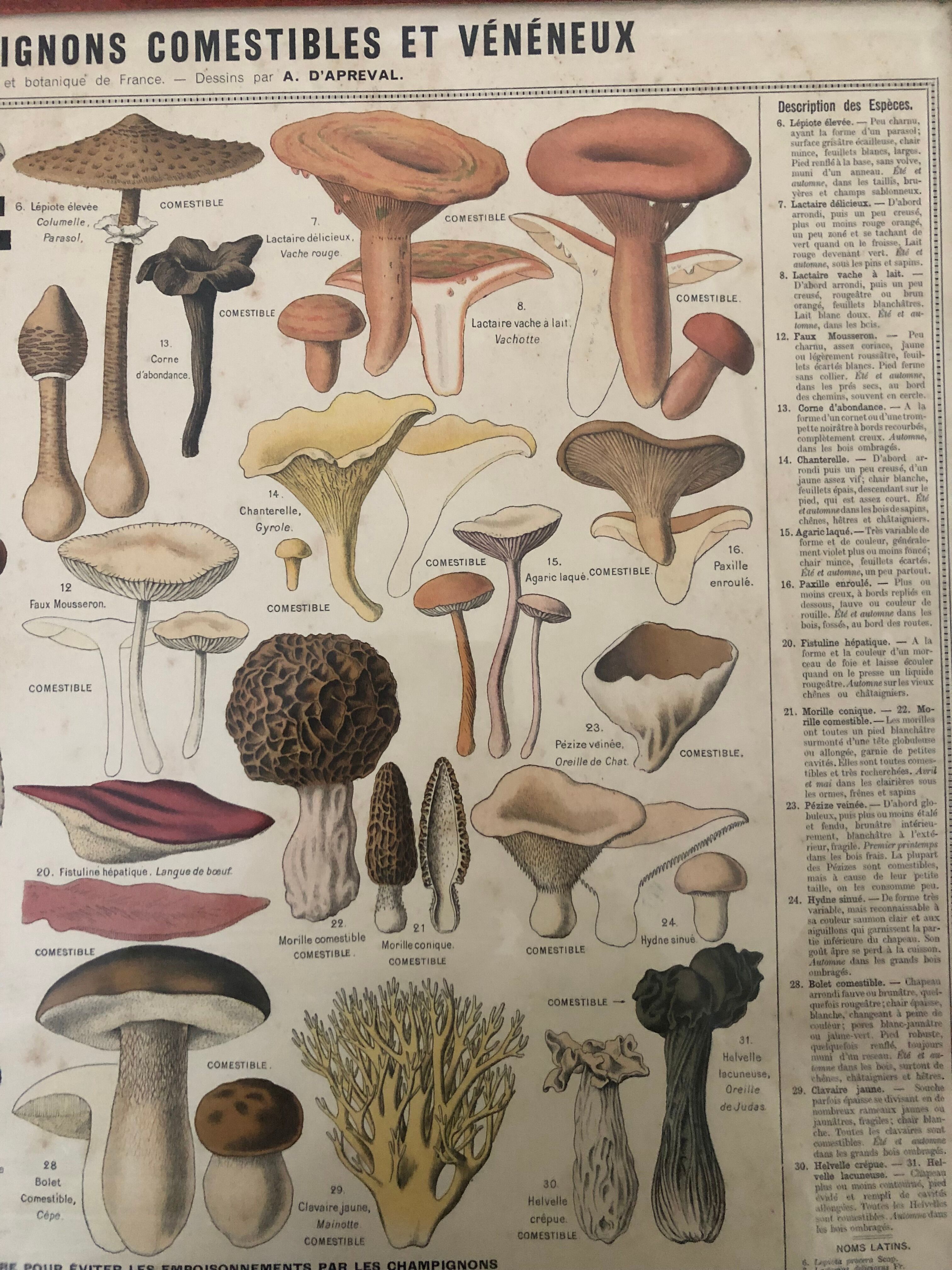 Botanical poster "Edible and poisonous mushrooms"