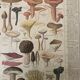 Botanical poster "Edible and poisonous mushrooms"