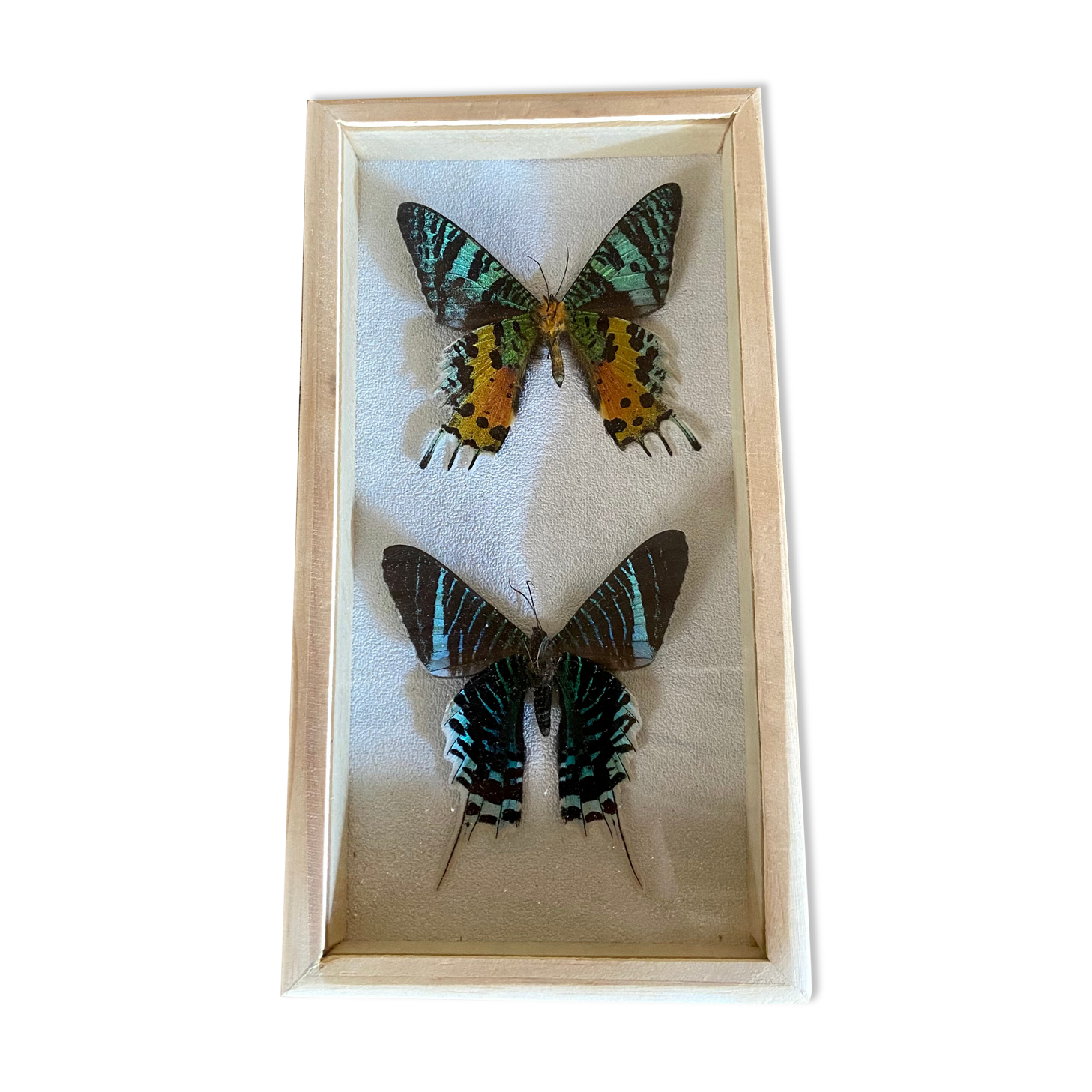 Butterfly frame urania ripheus - urania leilus