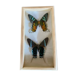 Butterfly frame urania ripheus - urania leilus