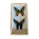 Butterfly frame urania ripheus - urania leilus