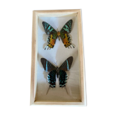 Butterfly frame urania ripheus - urania leilus