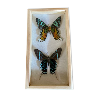 Butterfly frame urania ripheus - urania leilus