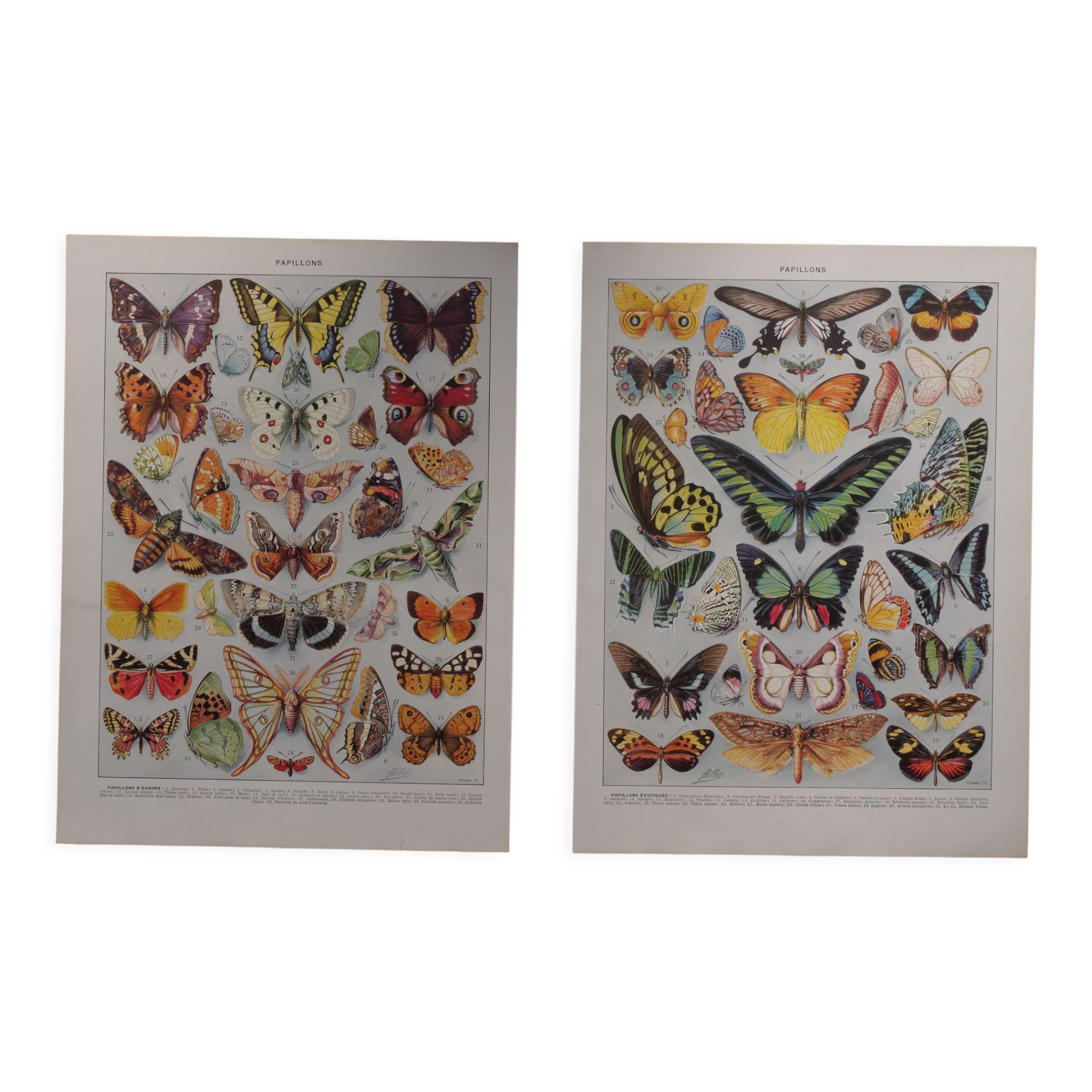 Original lithographs on butterflies